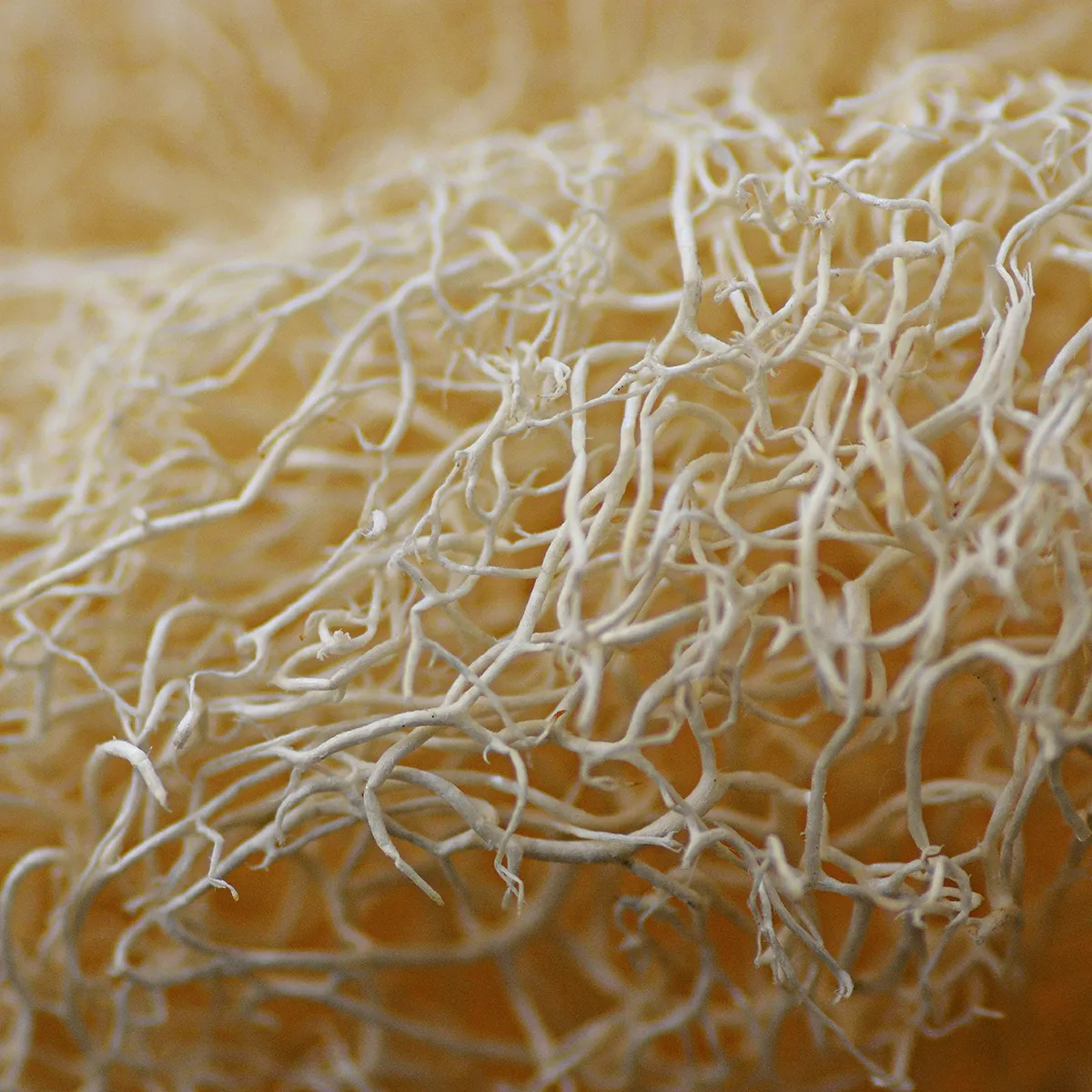 Lifoplus Loofah luffaspons onbewerkt 45 cm