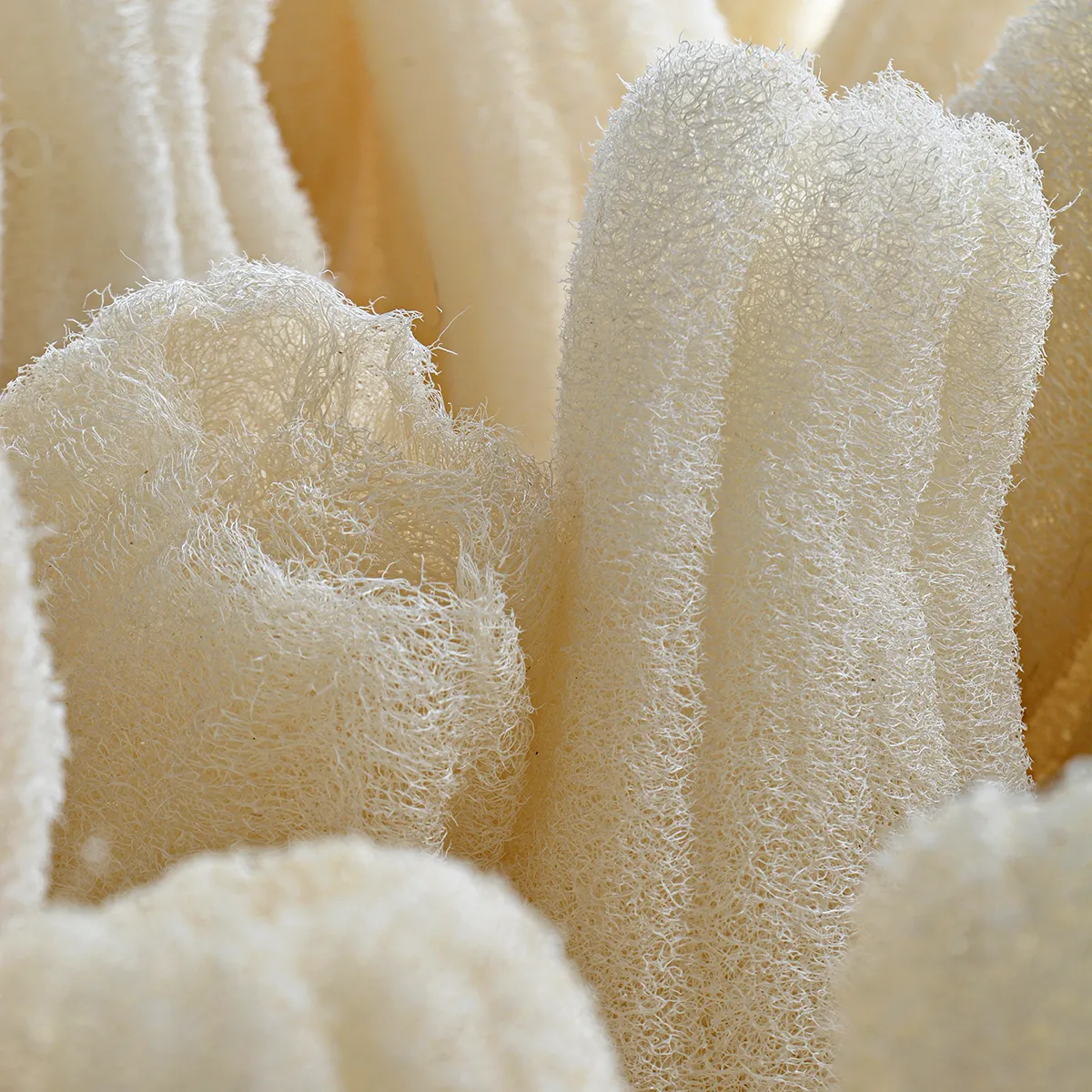 Lifoplus Loofah luffaspons onbewerkt 45 cm